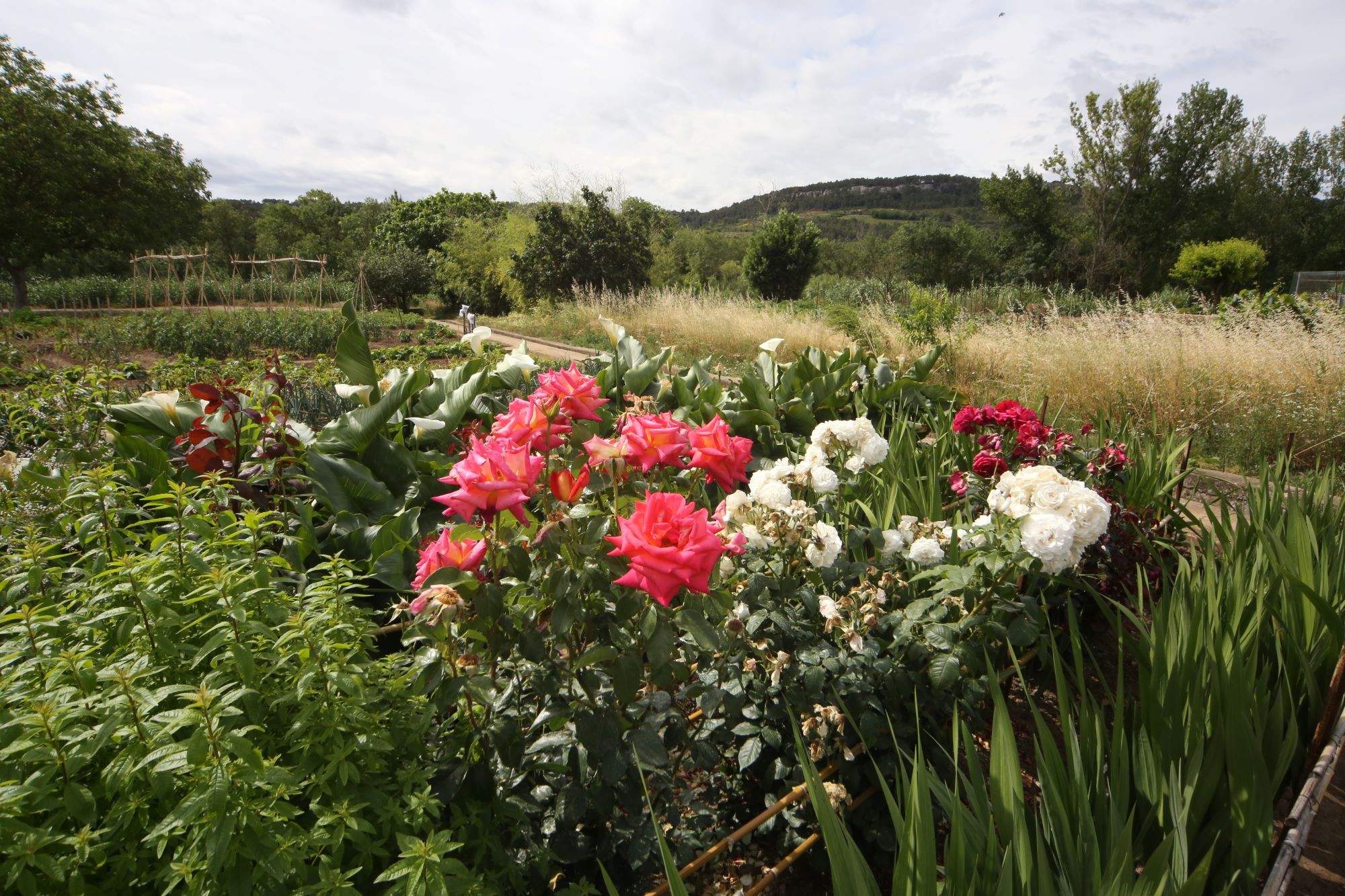 jardins fleuris