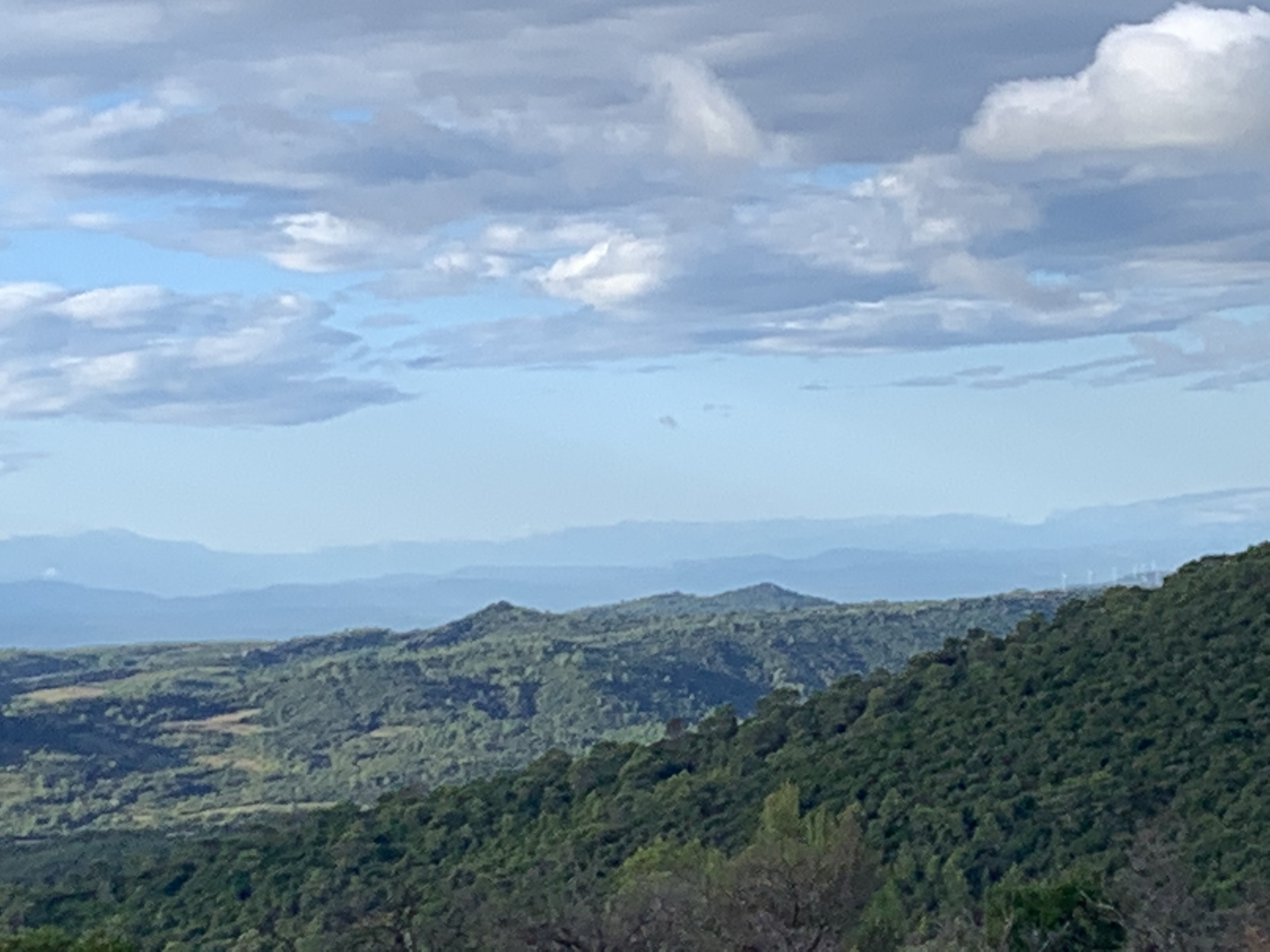 les collines de la bosque