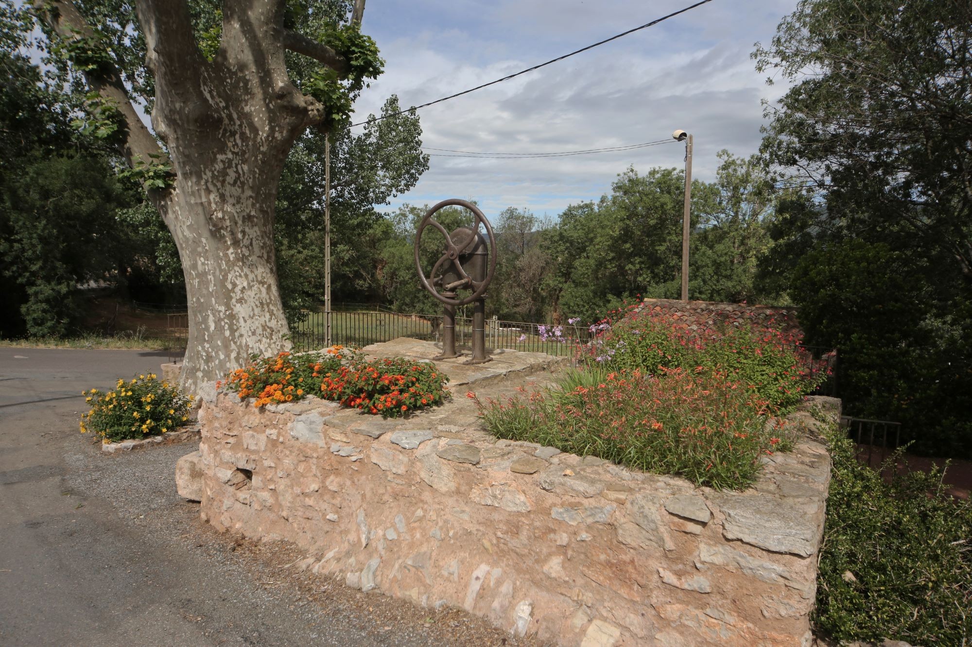 le platane du square de la fontaine