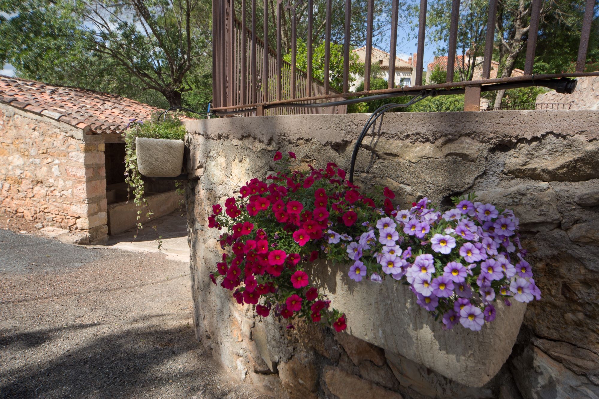 les fleurs du lavoir